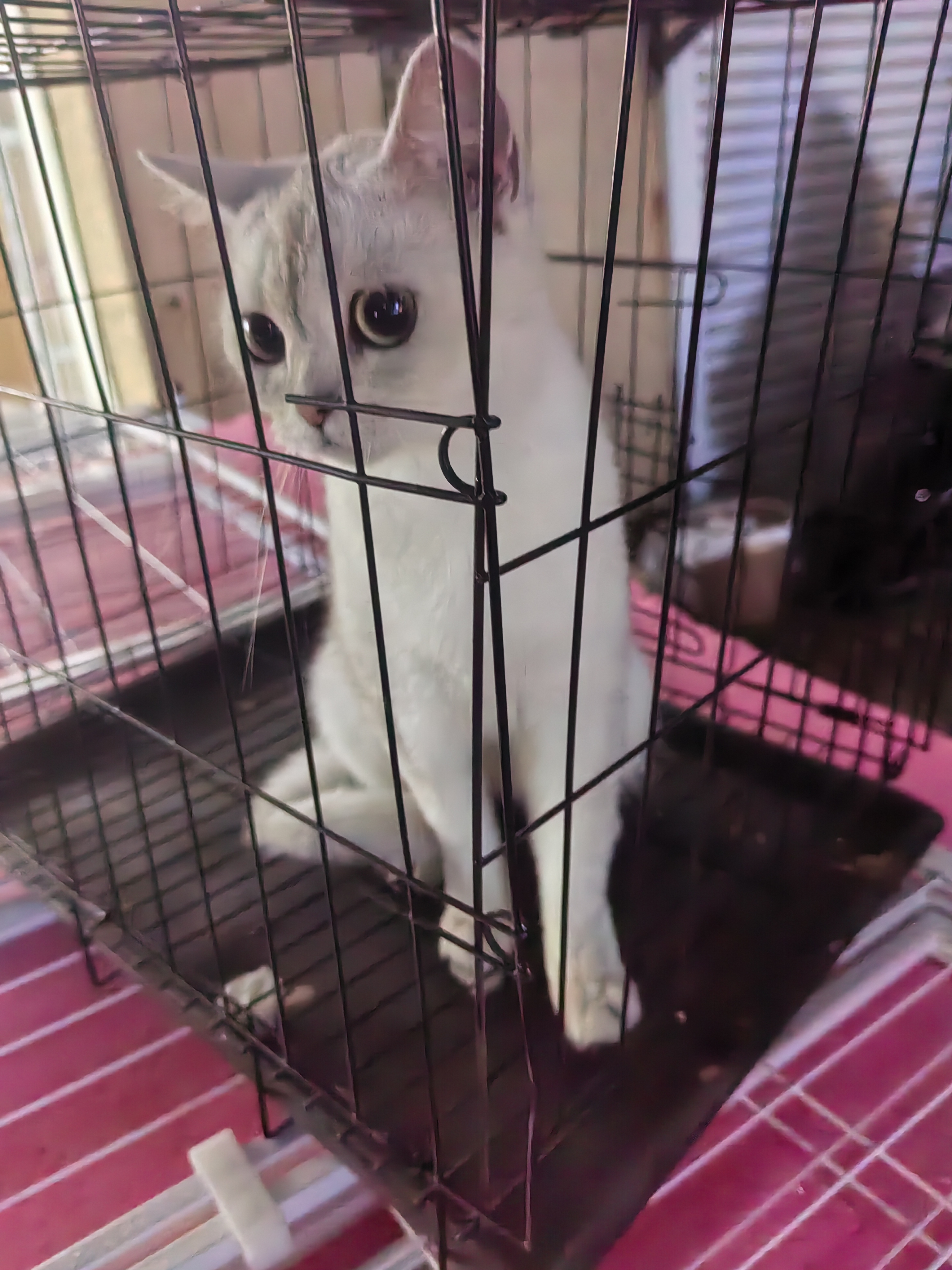 银渐层大猫出售